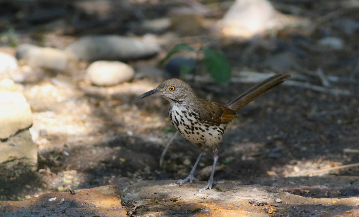 Long-billed Thrasher - ML642468549