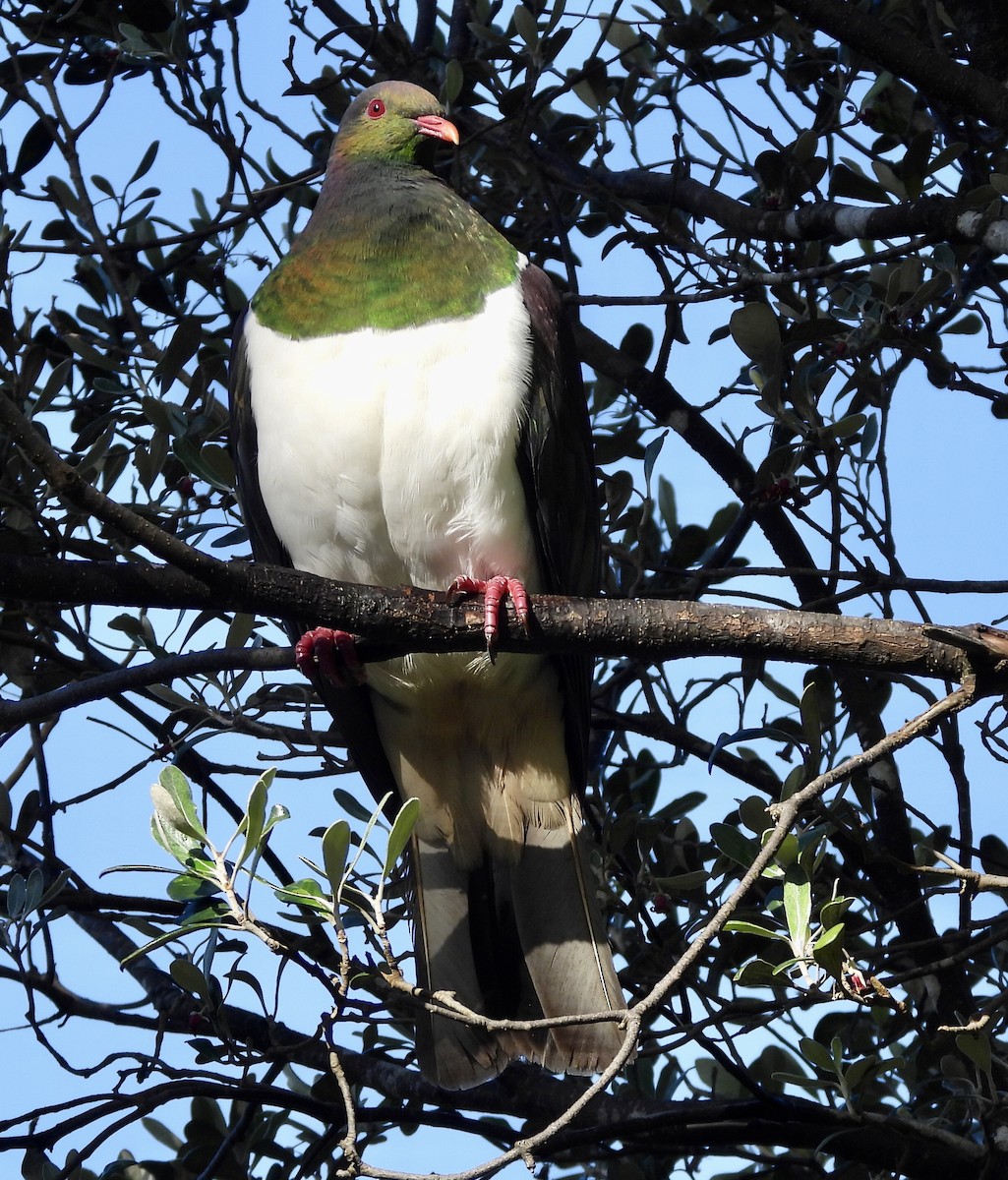New Zealand Pigeon - ML642468556