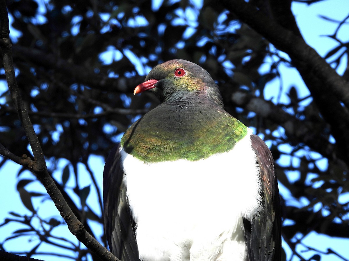 New Zealand Pigeon - ML642468557