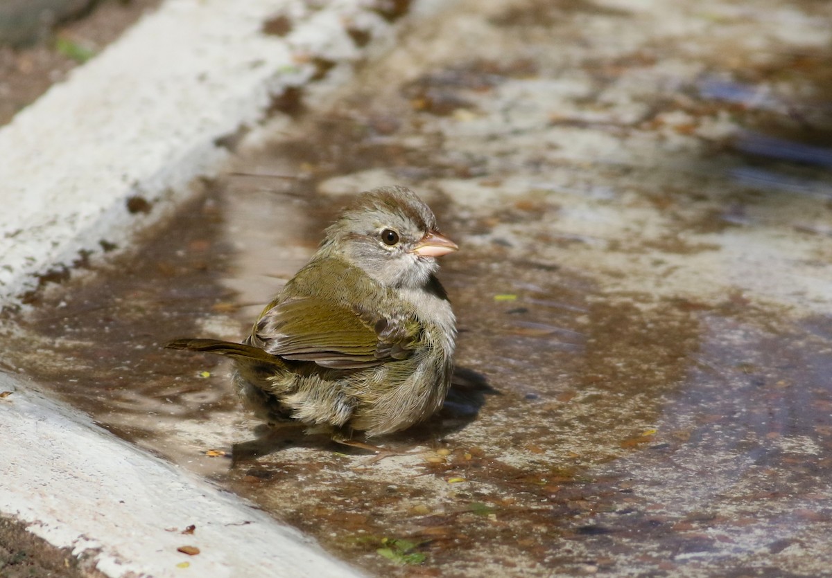 Olive Sparrow - ML642468558