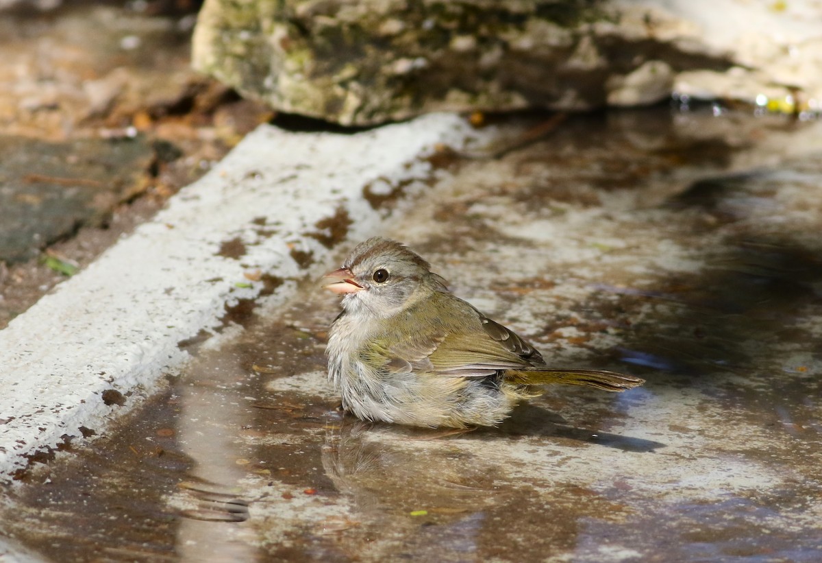 Olive Sparrow - ML642468559