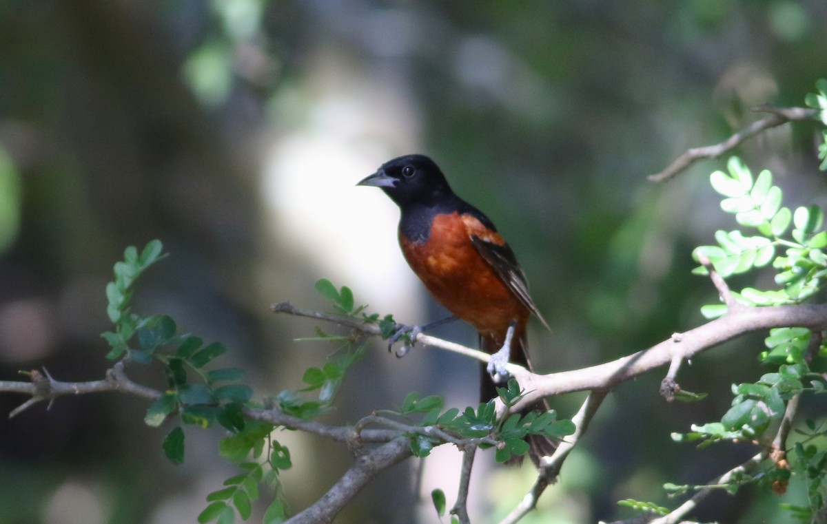 Orchard Oriole - ML642468560