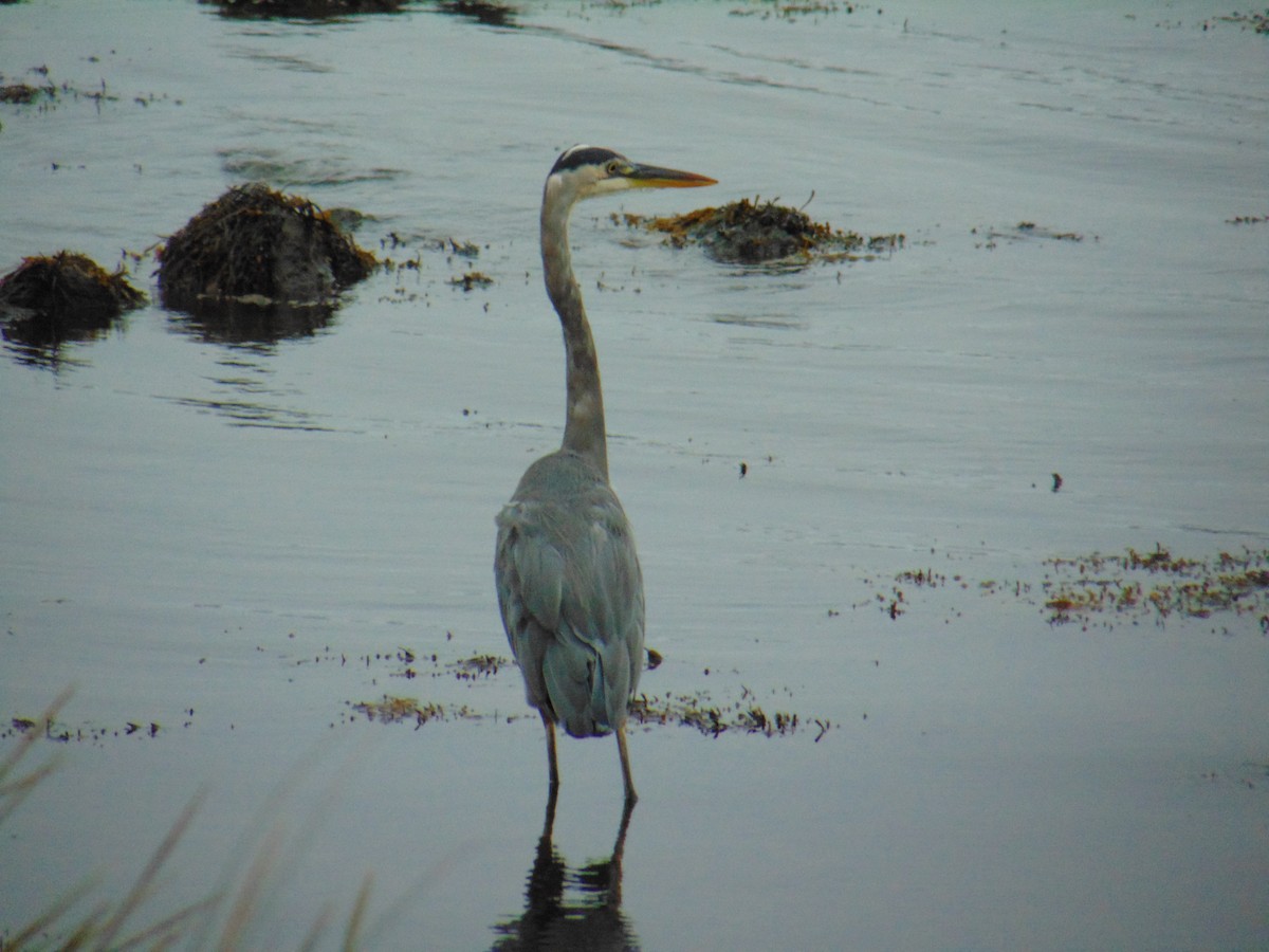 Great Blue Heron - ML642468565