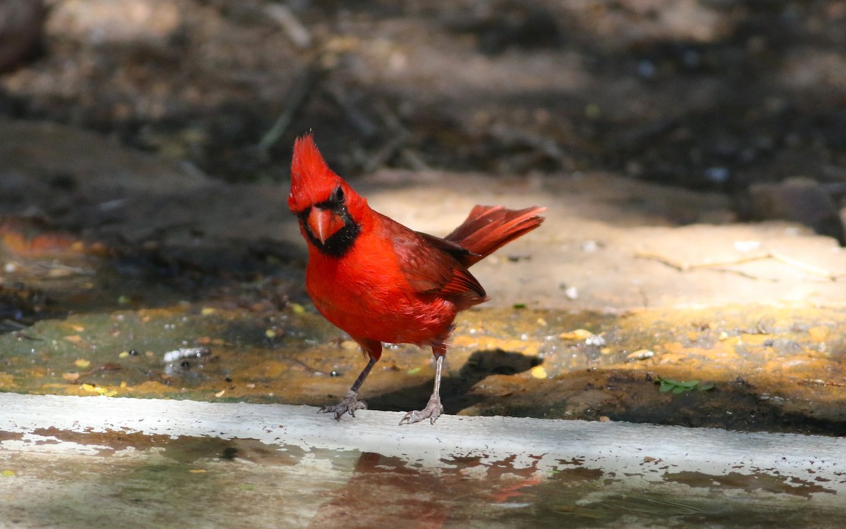 kardinál červený - ML642468567