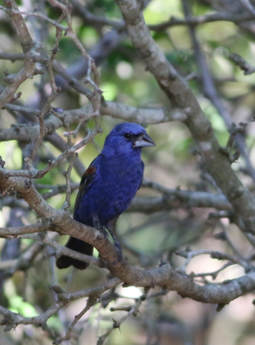 papežík modrý - ML642468570