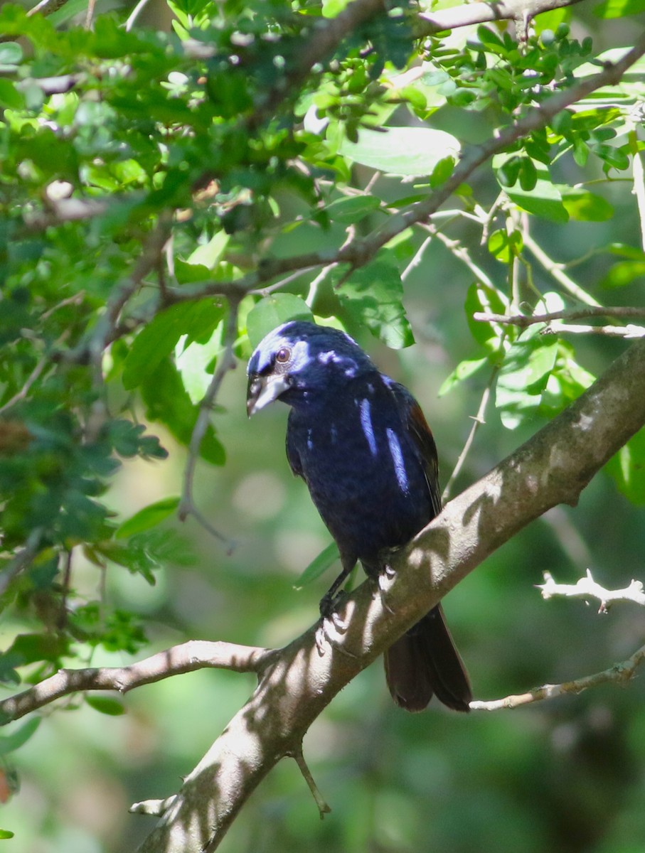 papežík modrý - ML642468571