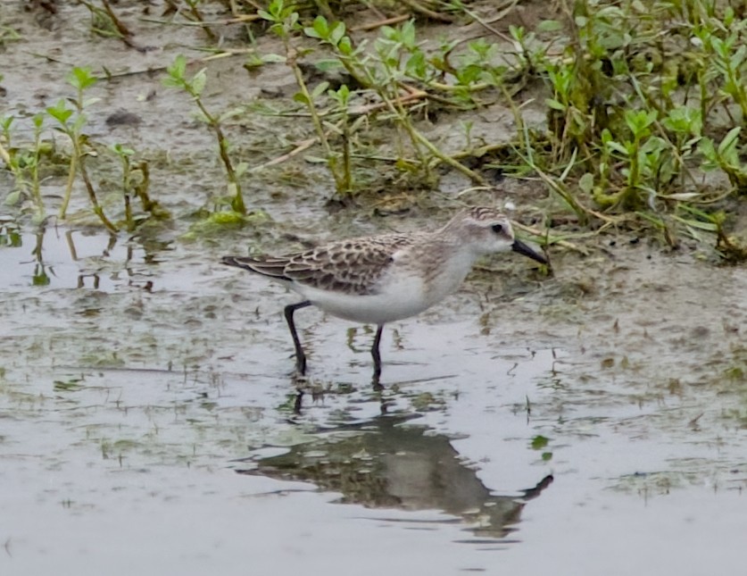 Semipalmated Sandpiper - ML642468611