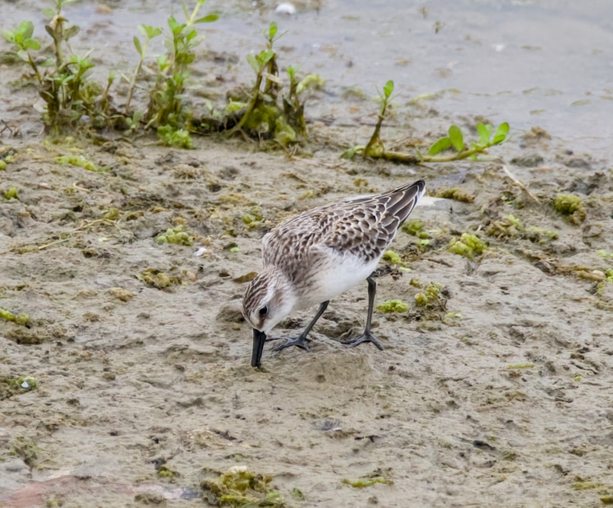 Semipalmated Sandpiper - ML642468616