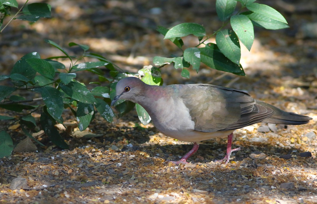 holub bledočelý - ML642468618