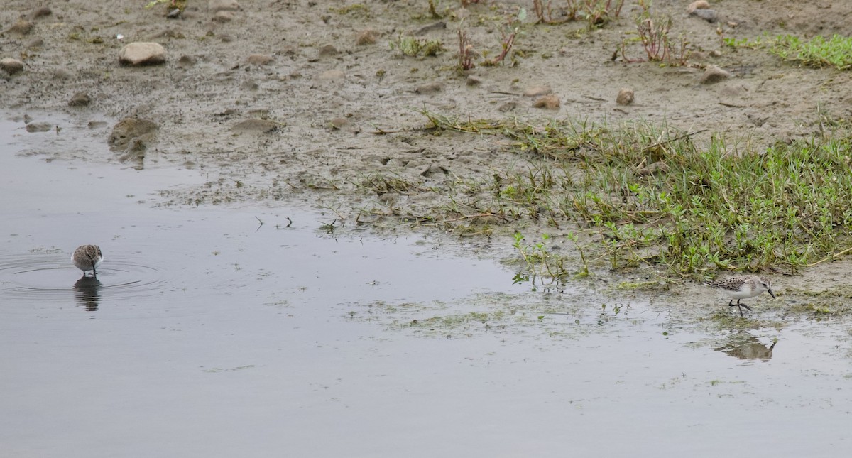 Semipalmated Sandpiper - ML642468619