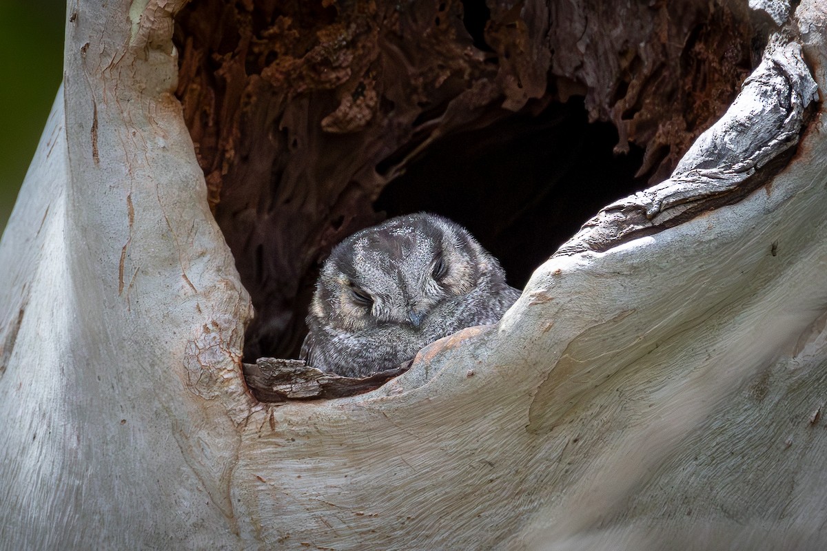 Australian Owlet-nightjar - ML642468624