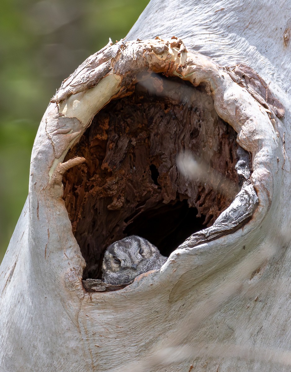 Australian Owlet-nightjar - ML642468625