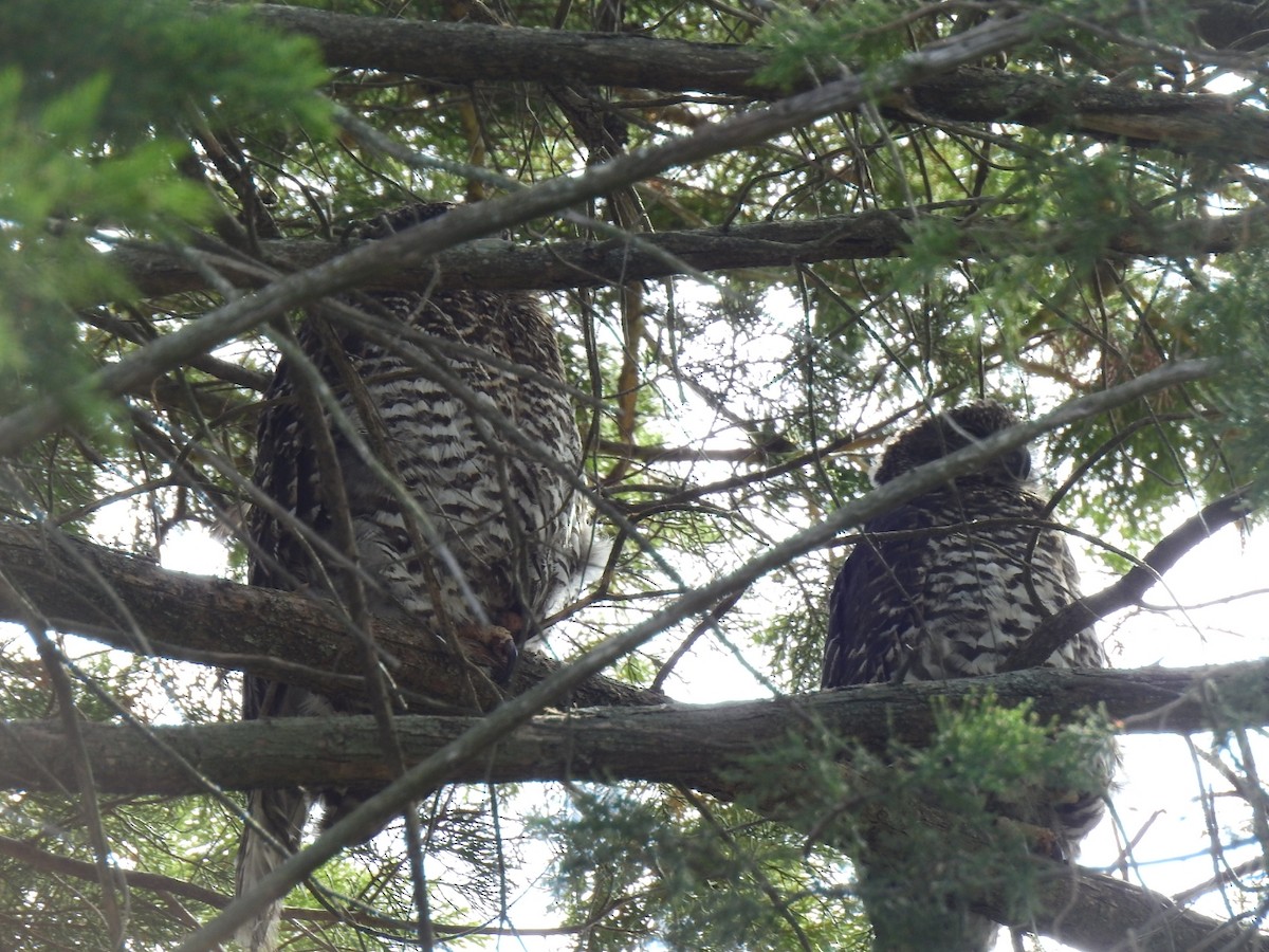 Powerful Owl - ML642468626