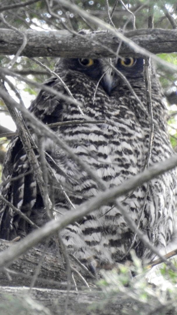 Powerful Owl - ML642468627