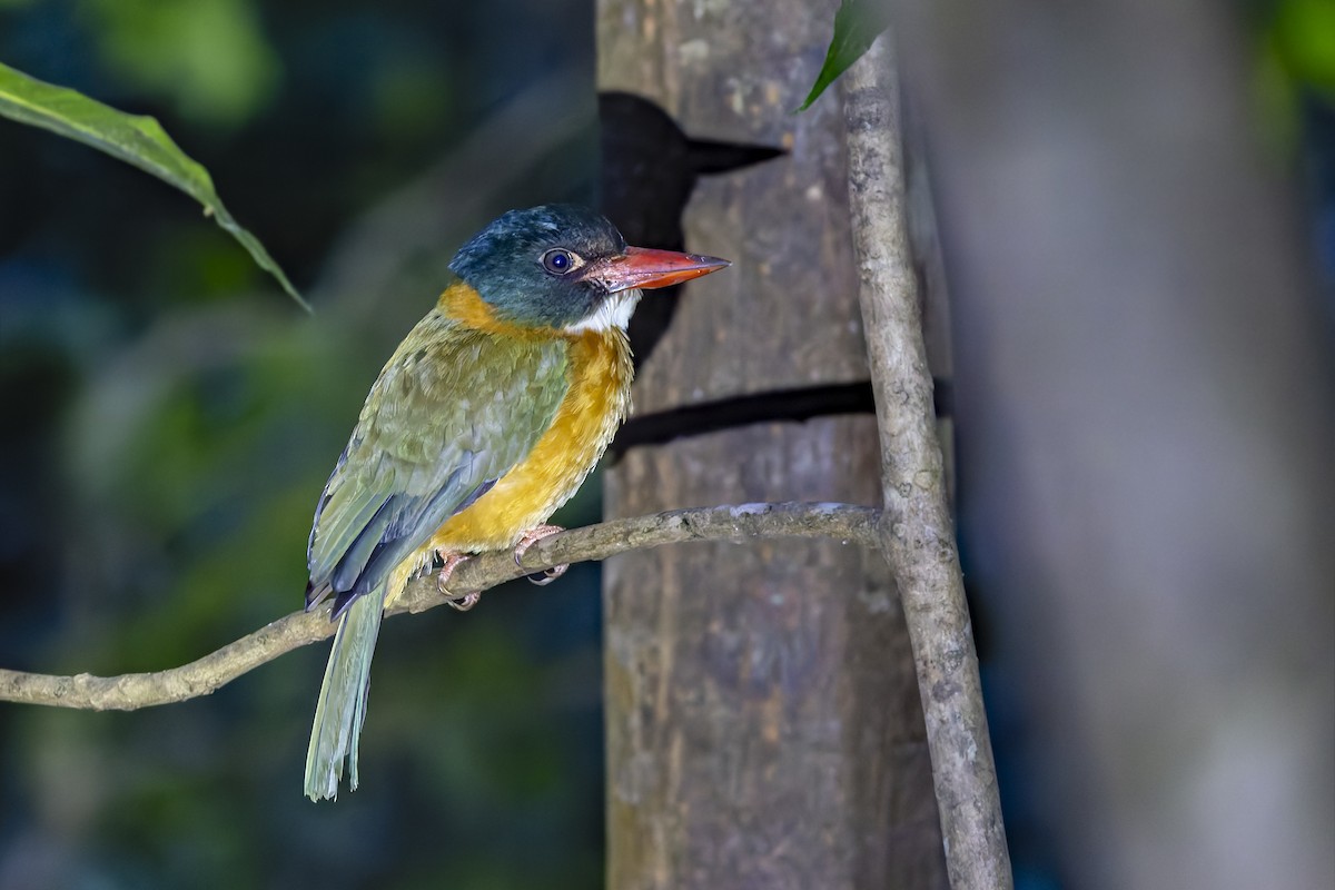 Green-backed Kingfisher (Black-headed) - ML642468634