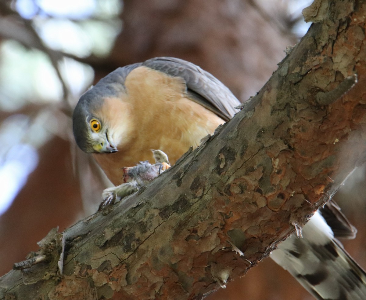 ムネアカハイタカ - ML642468640