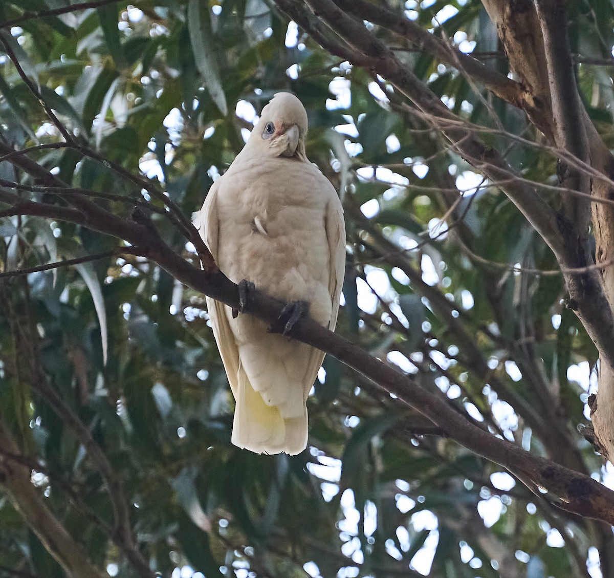 Little Corella - ML642468645