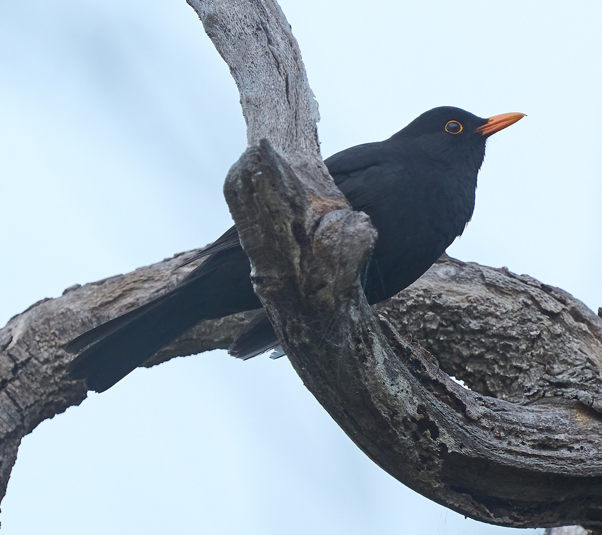 Eurasian Blackbird - ML642468648