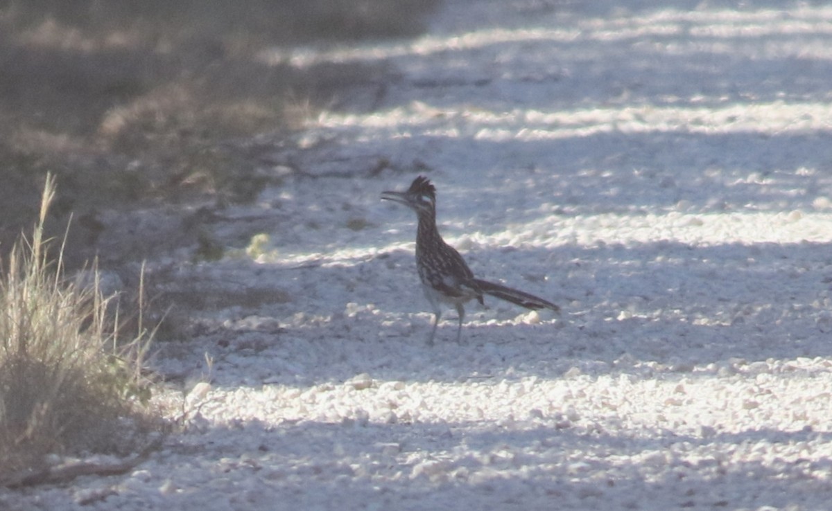 kukačka kohoutí - ML642468658