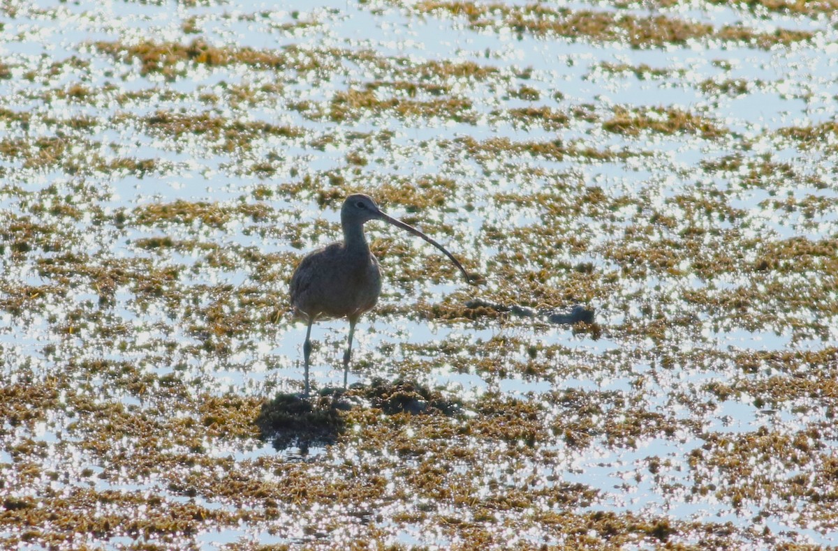 koliha americká - ML642468659