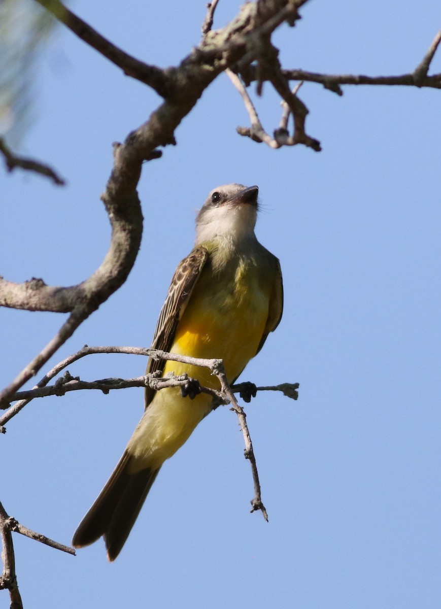 Couch's Kingbird - ML642468662