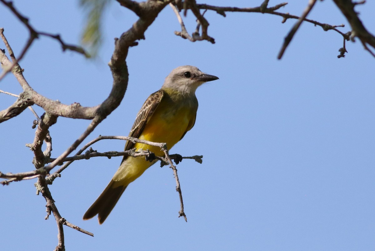 Couch's Kingbird - ML642468663