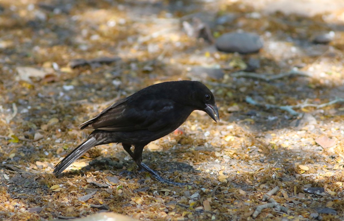 Bronzed Cowbird - ML642468664