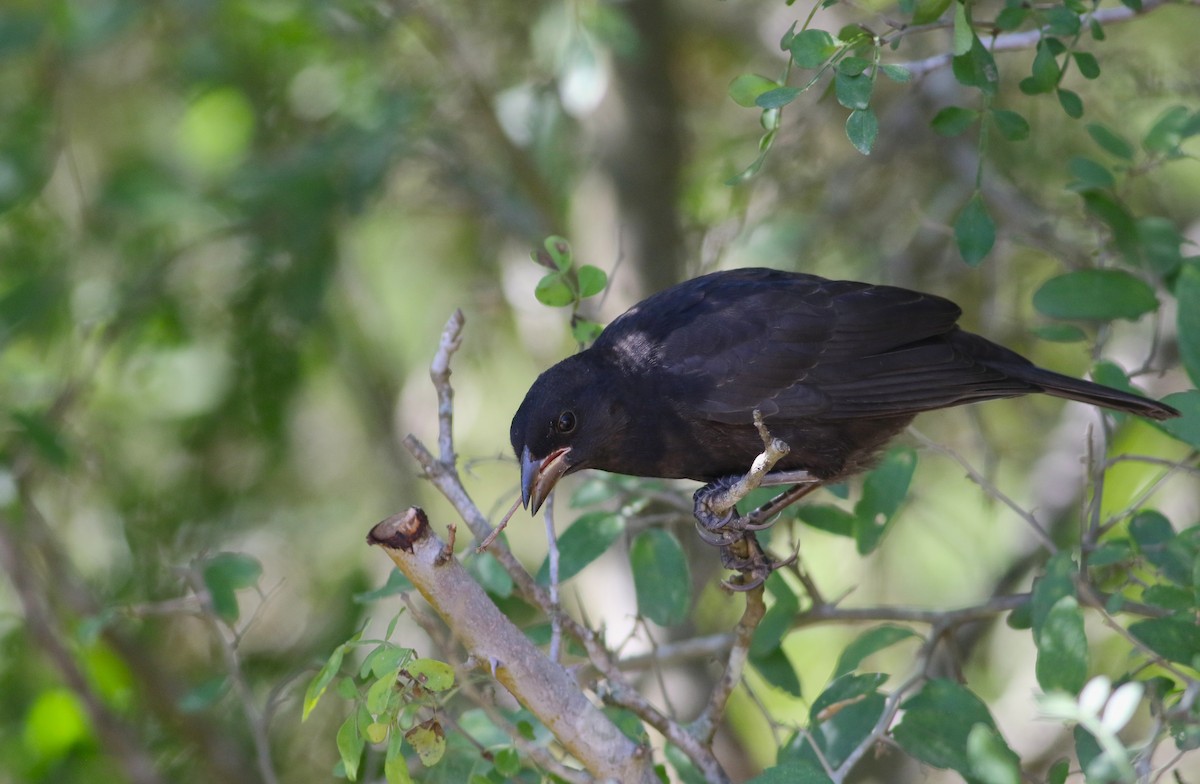 Bronzed Cowbird - ML642468665