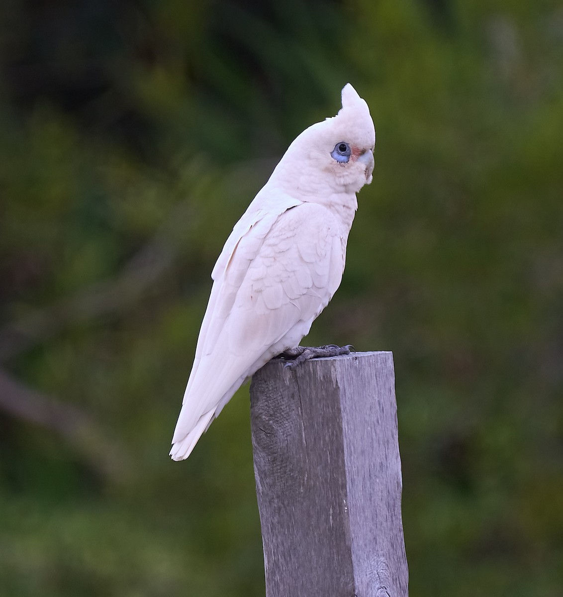 Little Corella - ML642468674