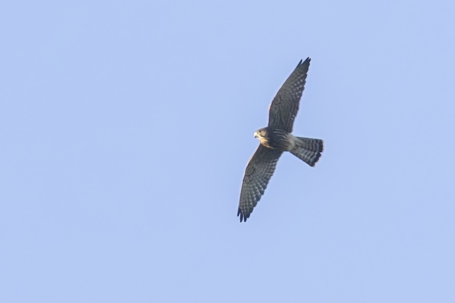 Spotted Kestrel - ML642468675