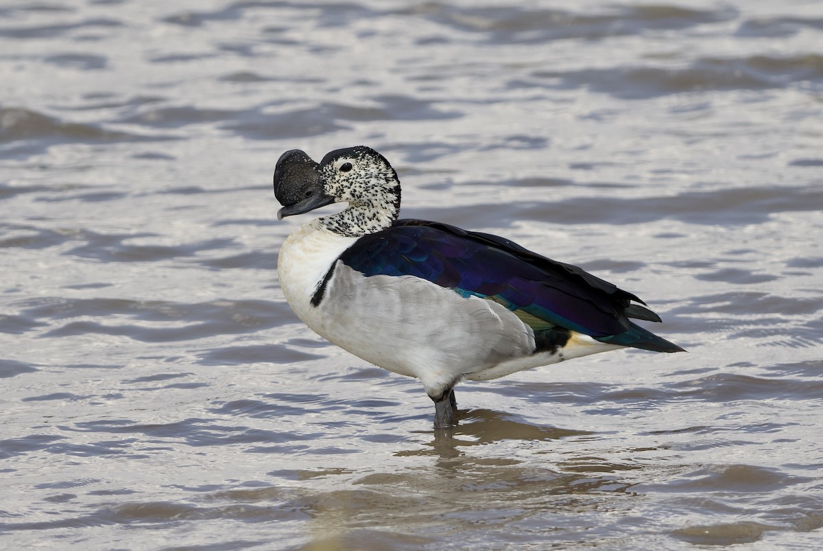Knob-billed Duck - ML642468686