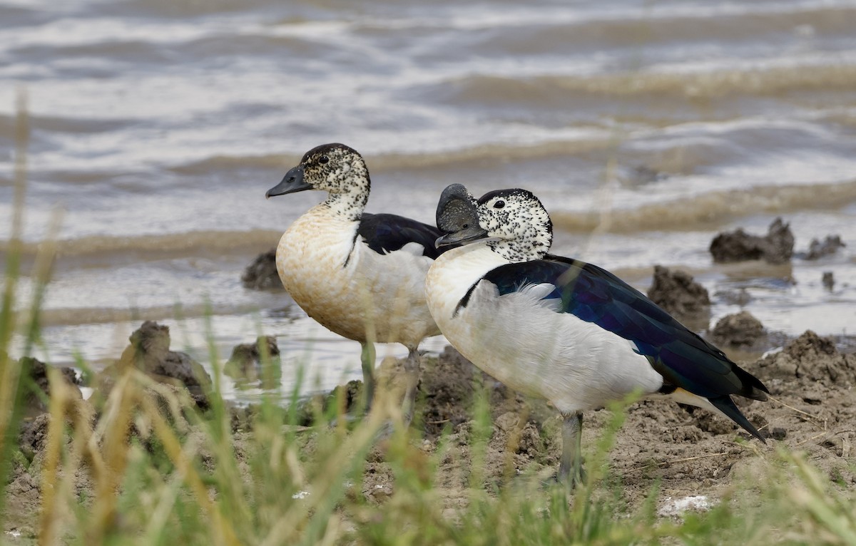 Knob-billed Duck - ML642468687