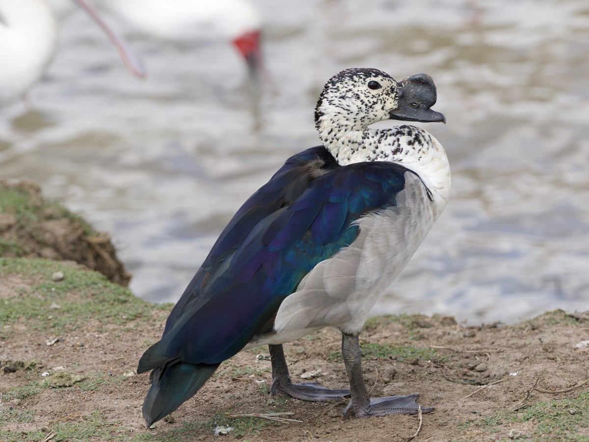 Knob-billed Duck - ML642468690