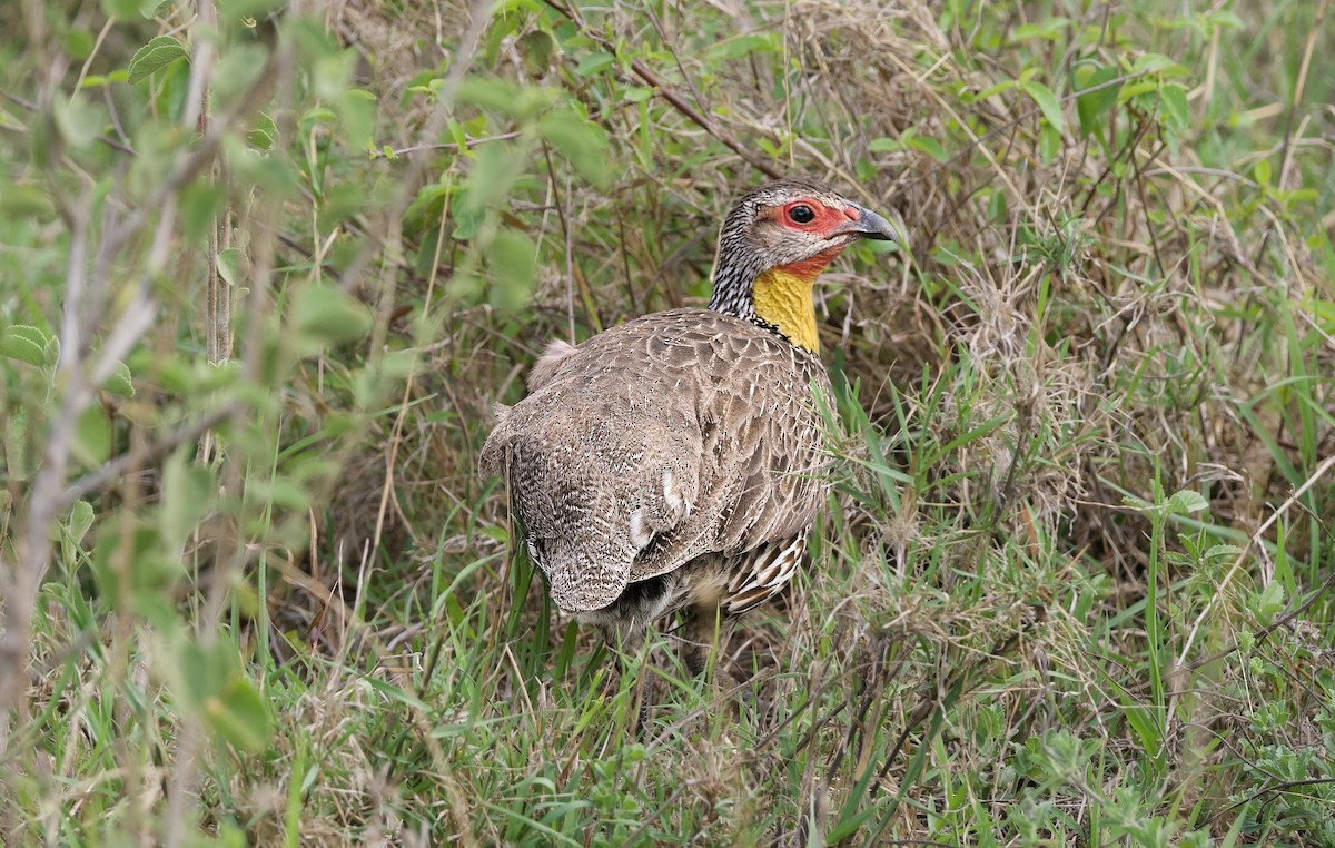Yellow-necked Spurfowl - ML642468694