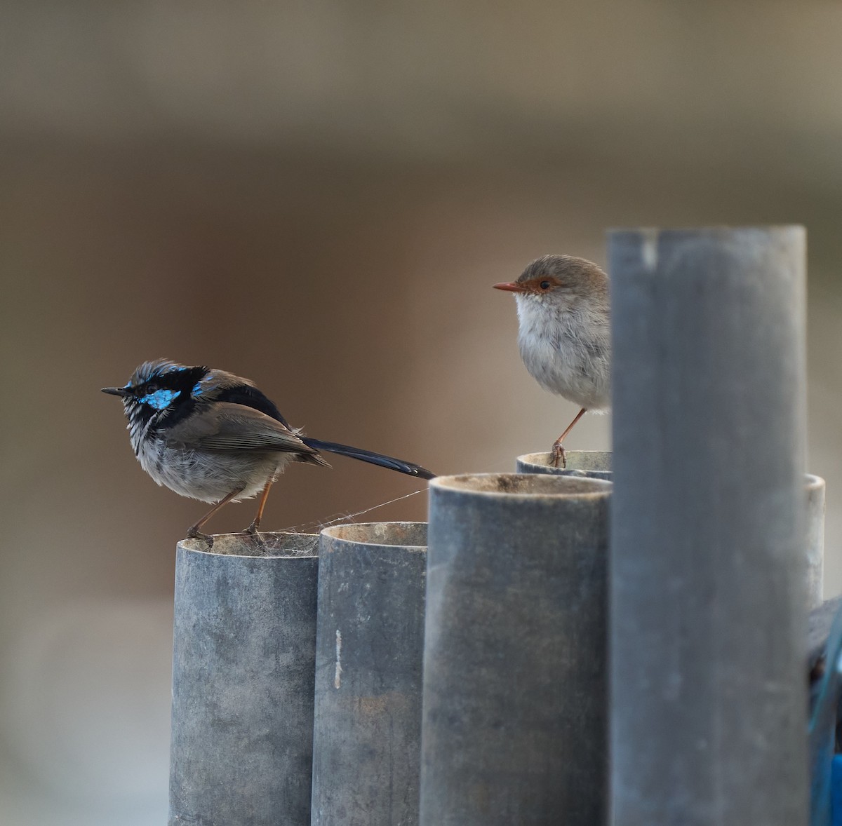 Superb Fairywren - ML642468699