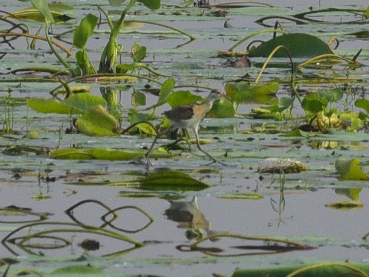 Pheasant-tailed Jacana - ML642468705
