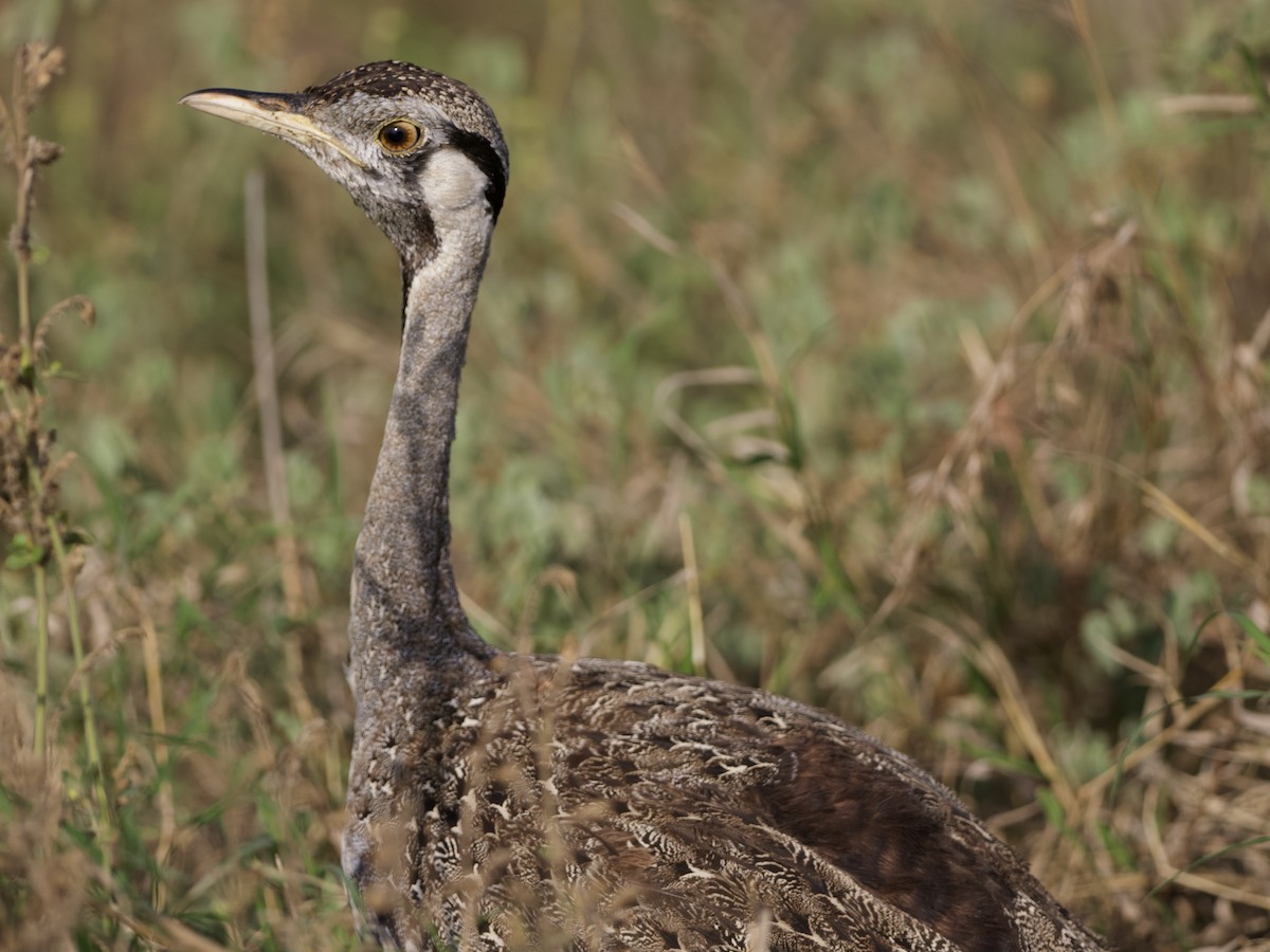 Hartlaub's Bustard - ML642468706