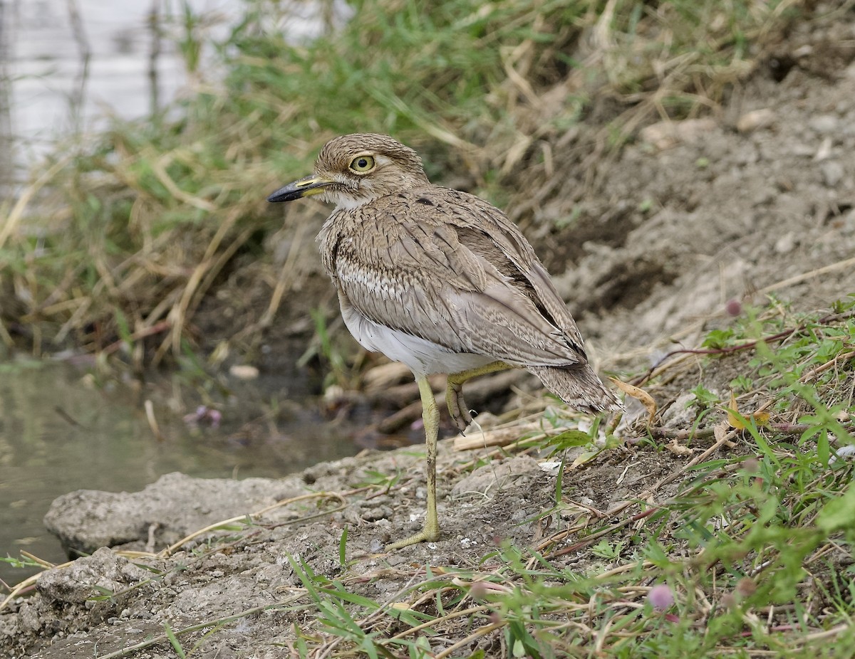 Water Thick-knee - ML642468711
