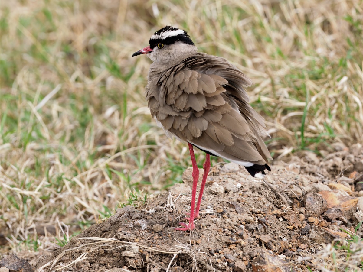 Crowned Lapwing - ML642468718