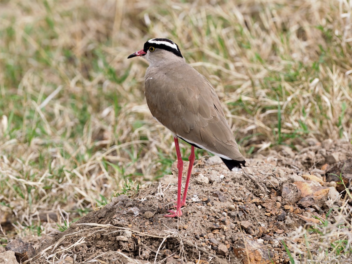 Crowned Lapwing - ML642468719