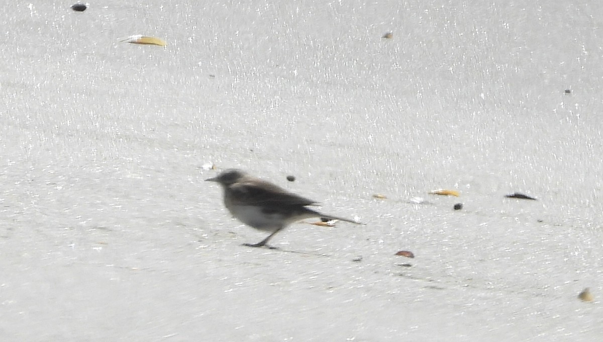 New Zealand Pipit - ML642468726