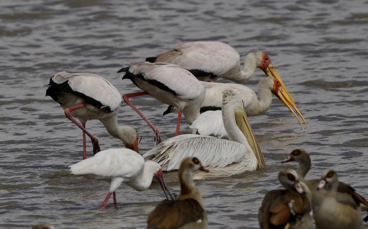 Yellow-billed Stork - ML642468727