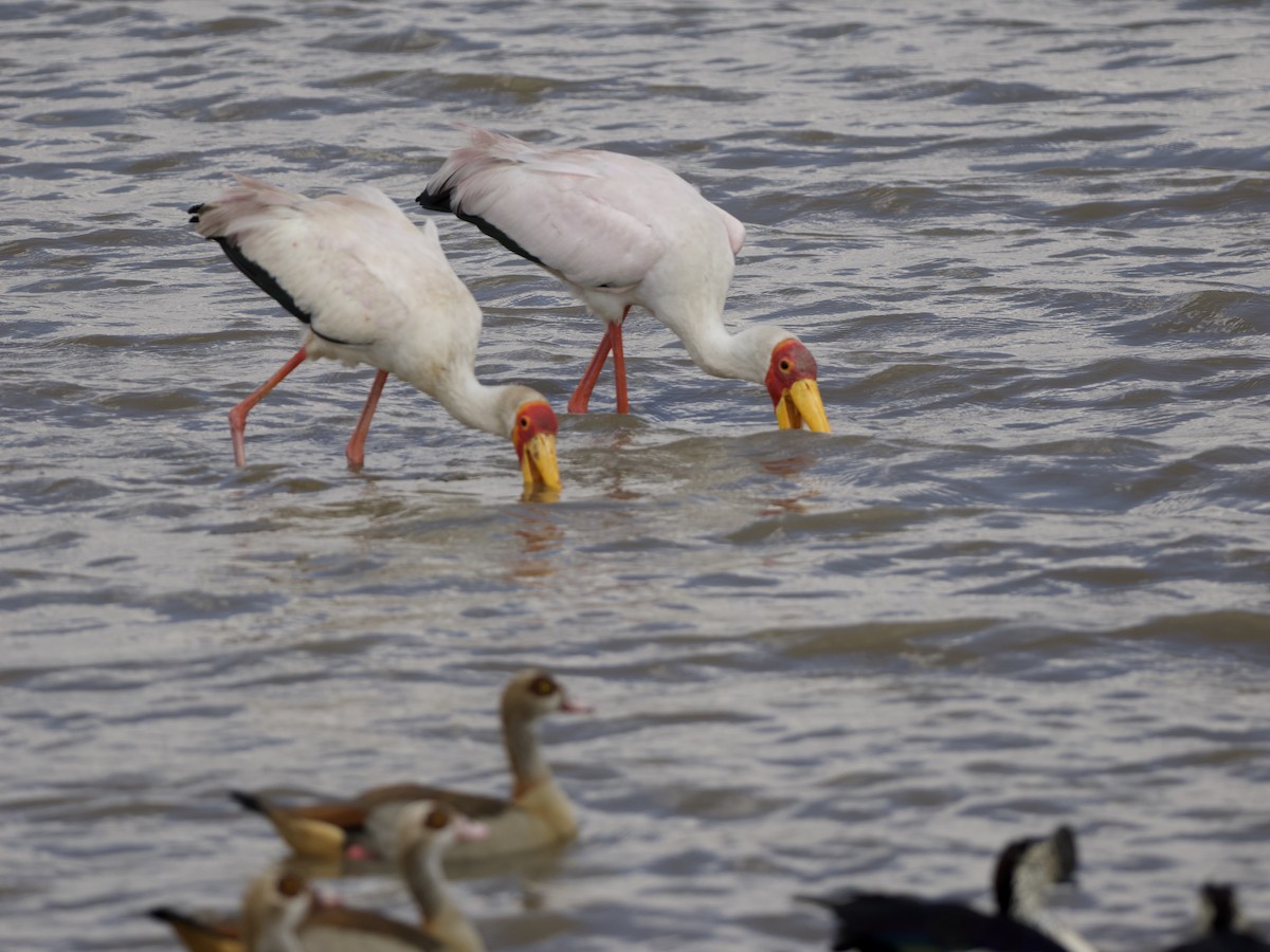 Yellow-billed Stork - ML642468728