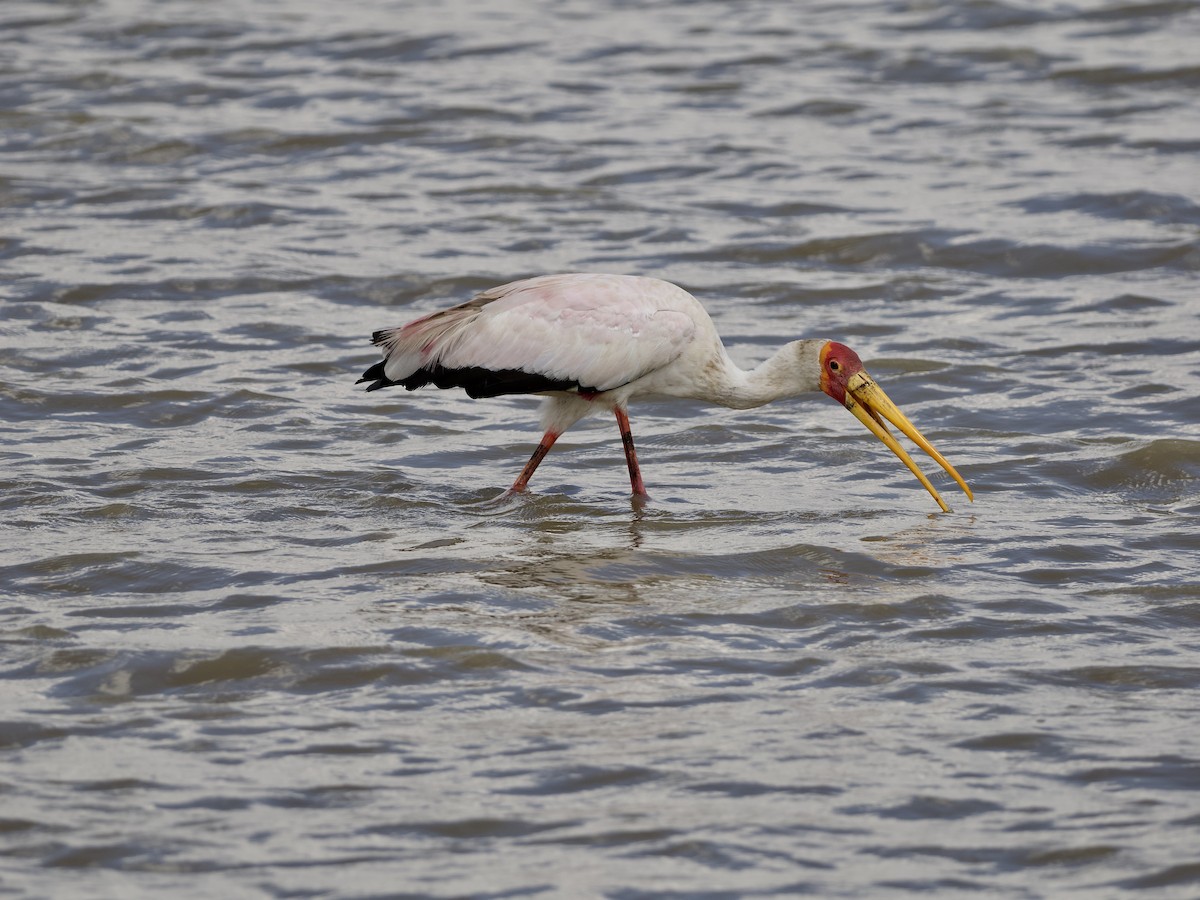 Yellow-billed Stork - ML642468729
