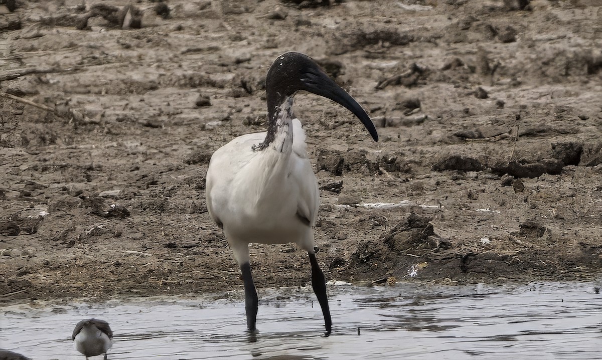 African Sacred Ibis - ML642468731