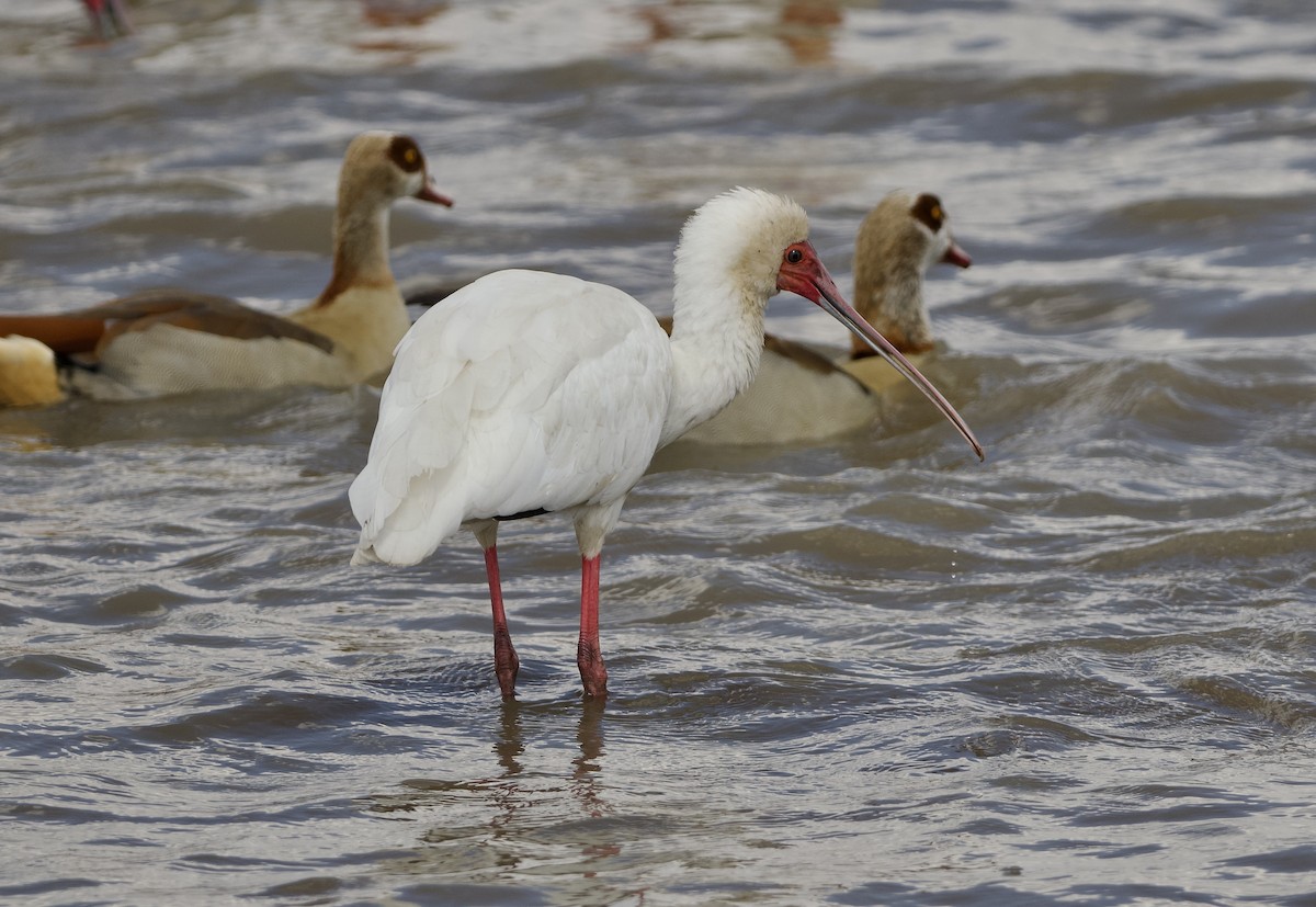 African Spoonbill - ML642468732