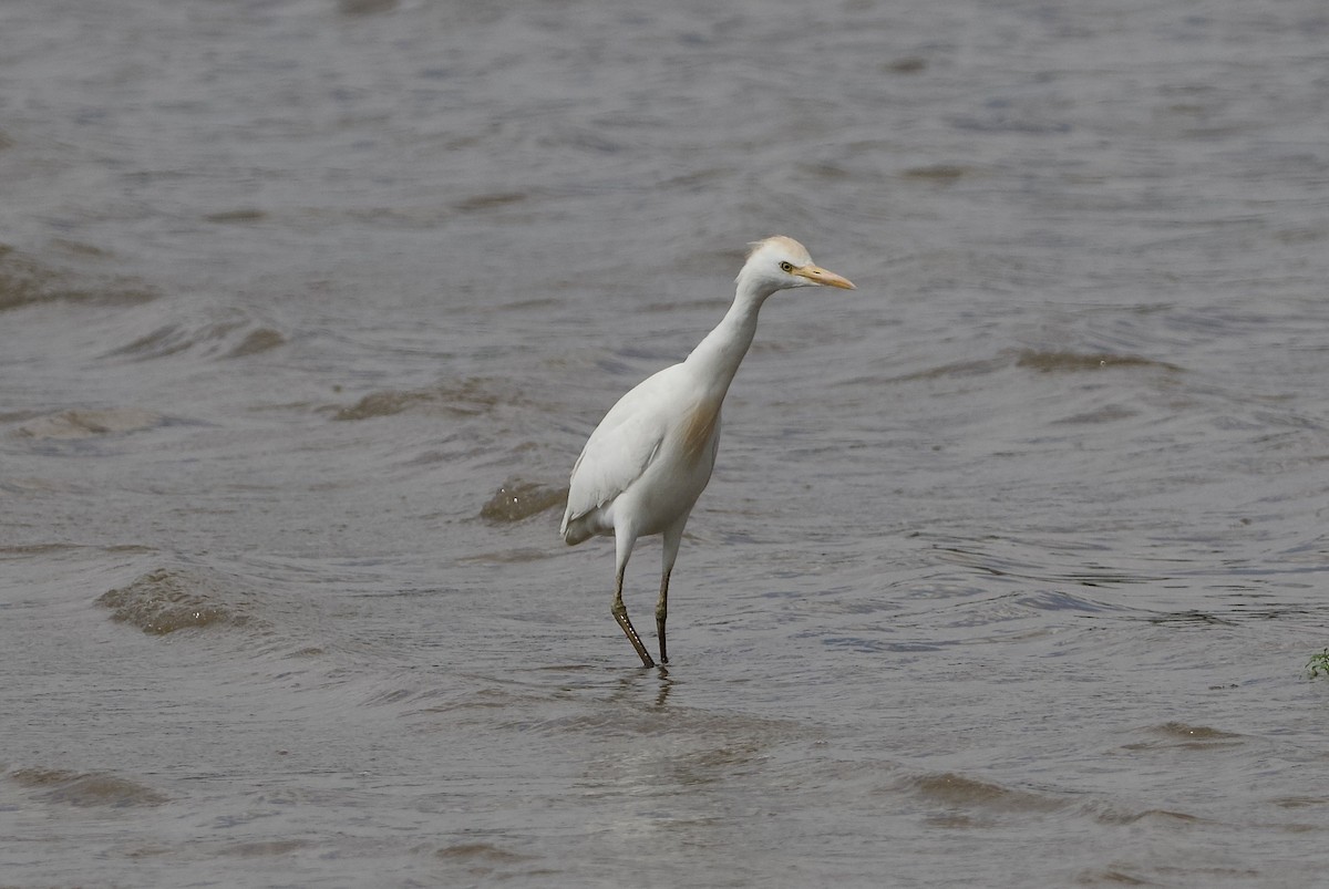 Western Cattle-Egret - ML642468738