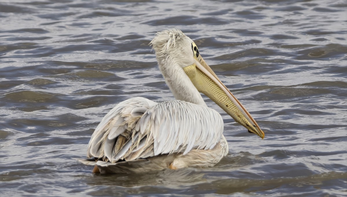 Pink-backed Pelican - ML642468742
