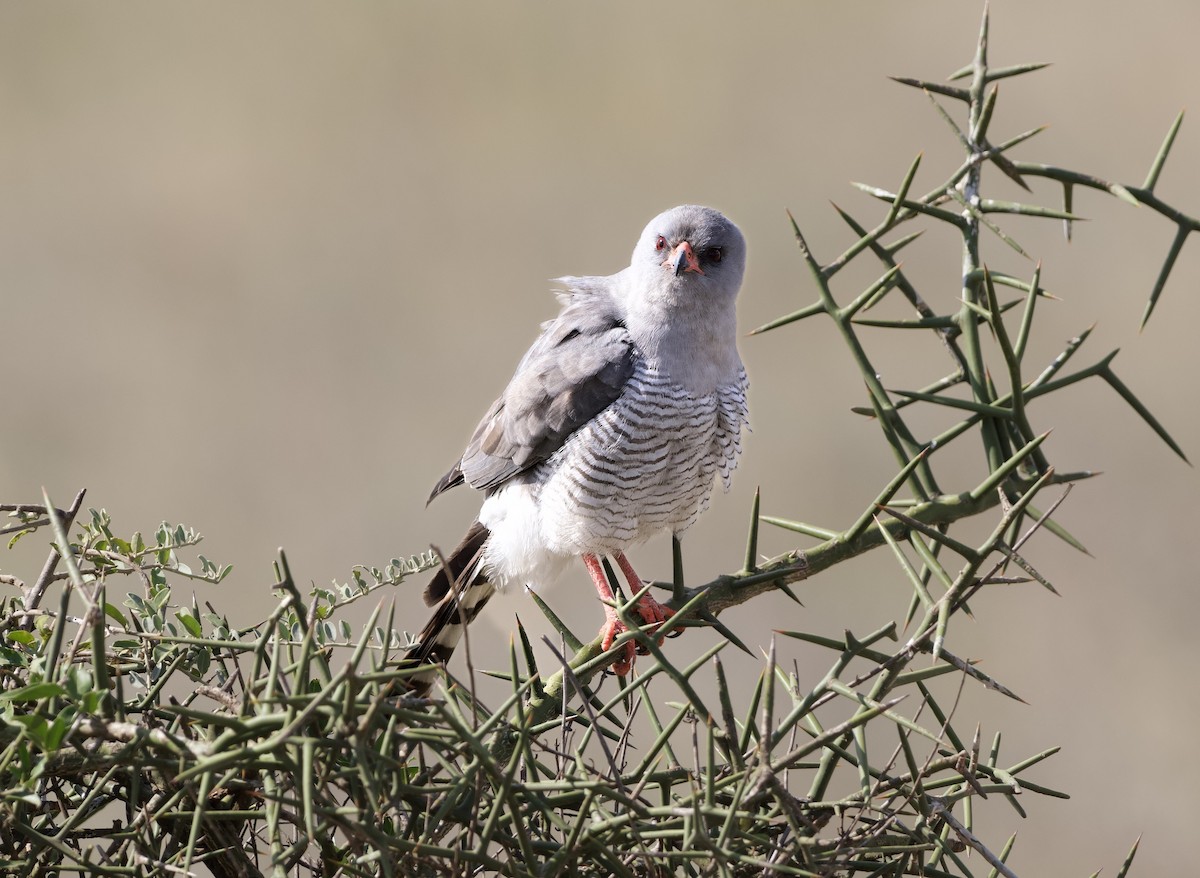 Gabar Goshawk - ML642468746