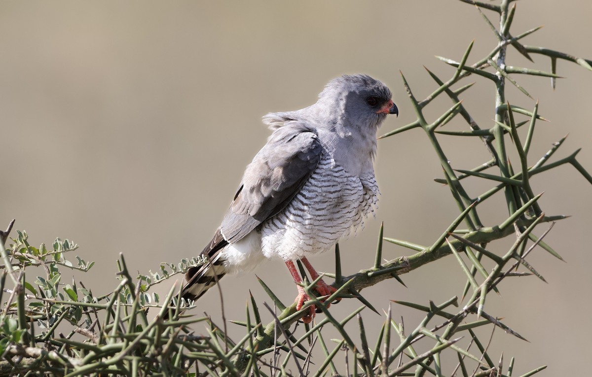 Gabar Goshawk - ML642468747